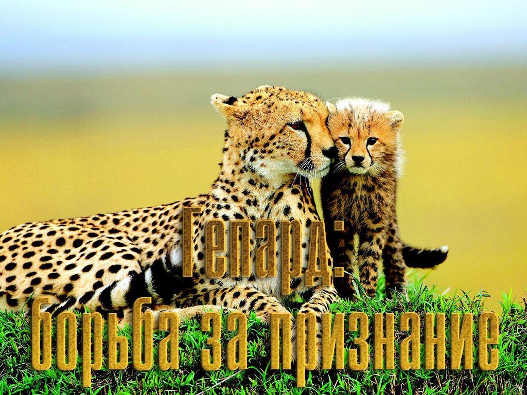 Гепард: борьба за признание (gepard-borba-za-priznanie) Документальный фильм