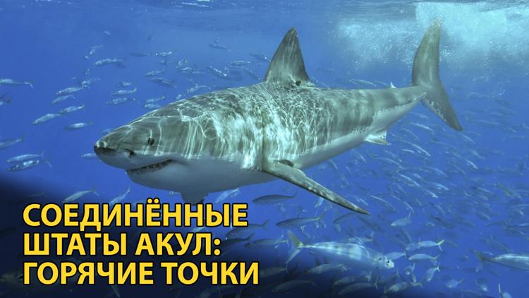 Постер Соединённые штаты акул: горячие точки