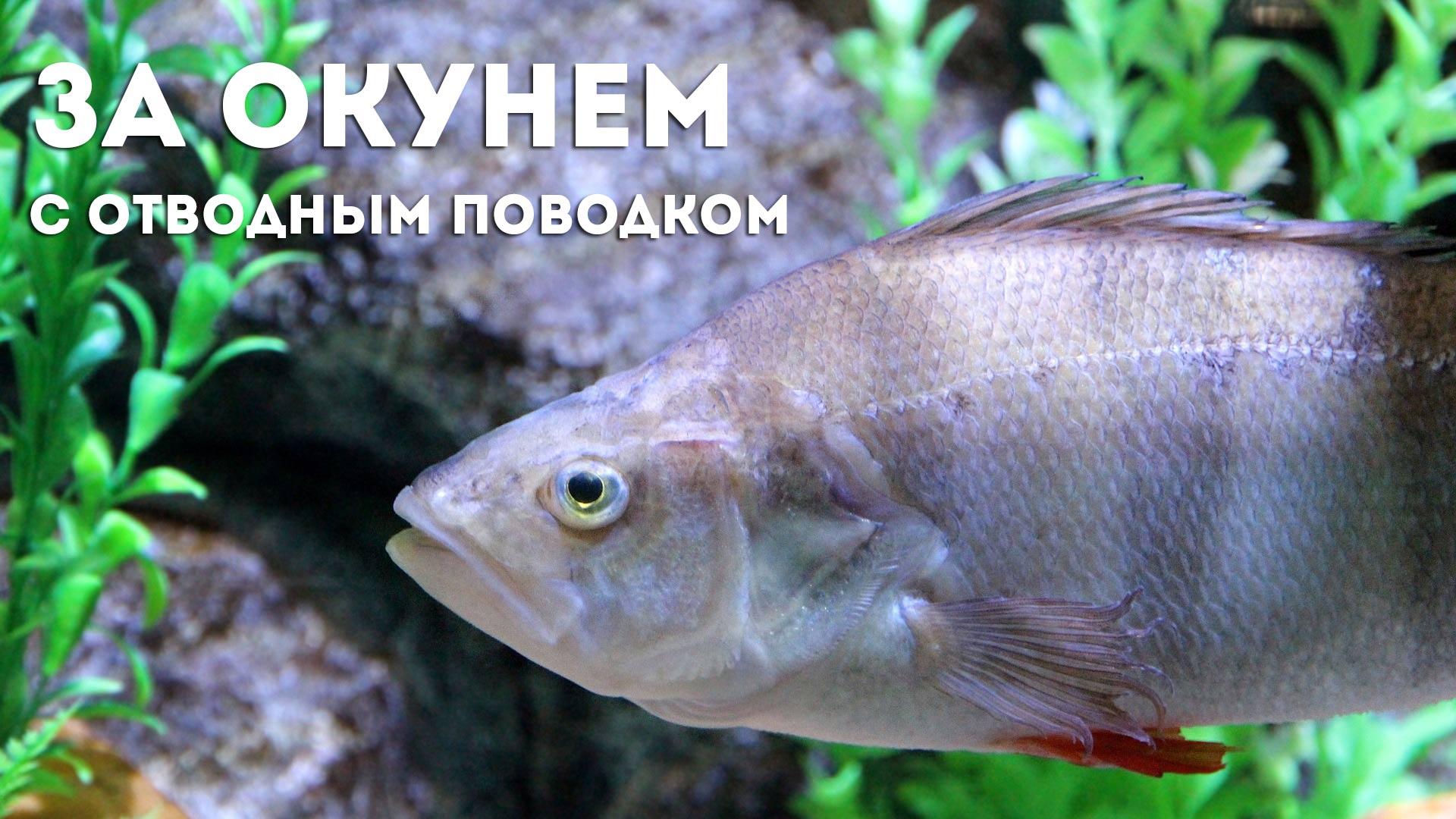 За окунем с отводным поводком (za-okunem-s-otvodnym-povodkom) Документальный фильм