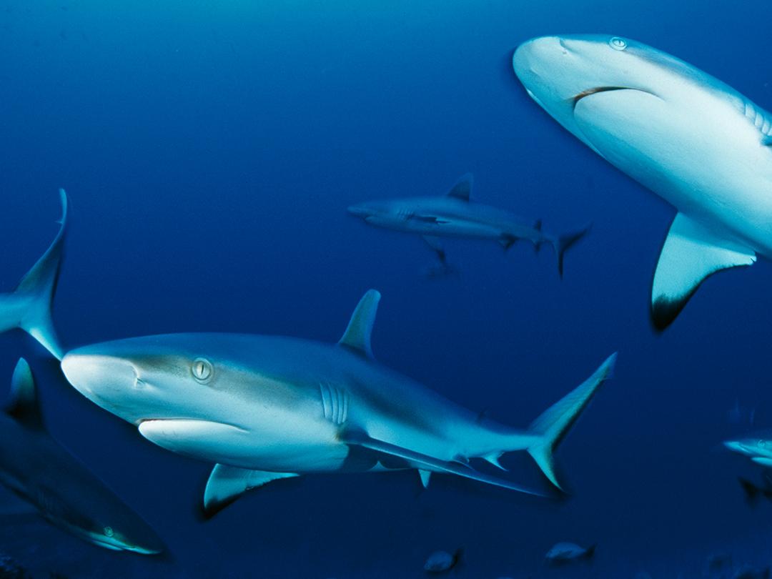 Акулье племя (akule-plemja) Документальный фильм