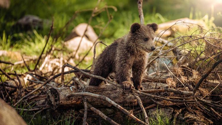 Постер Bears about the House