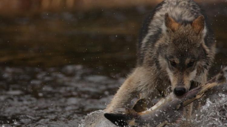 Постер Les loups pêcheurs du Canada