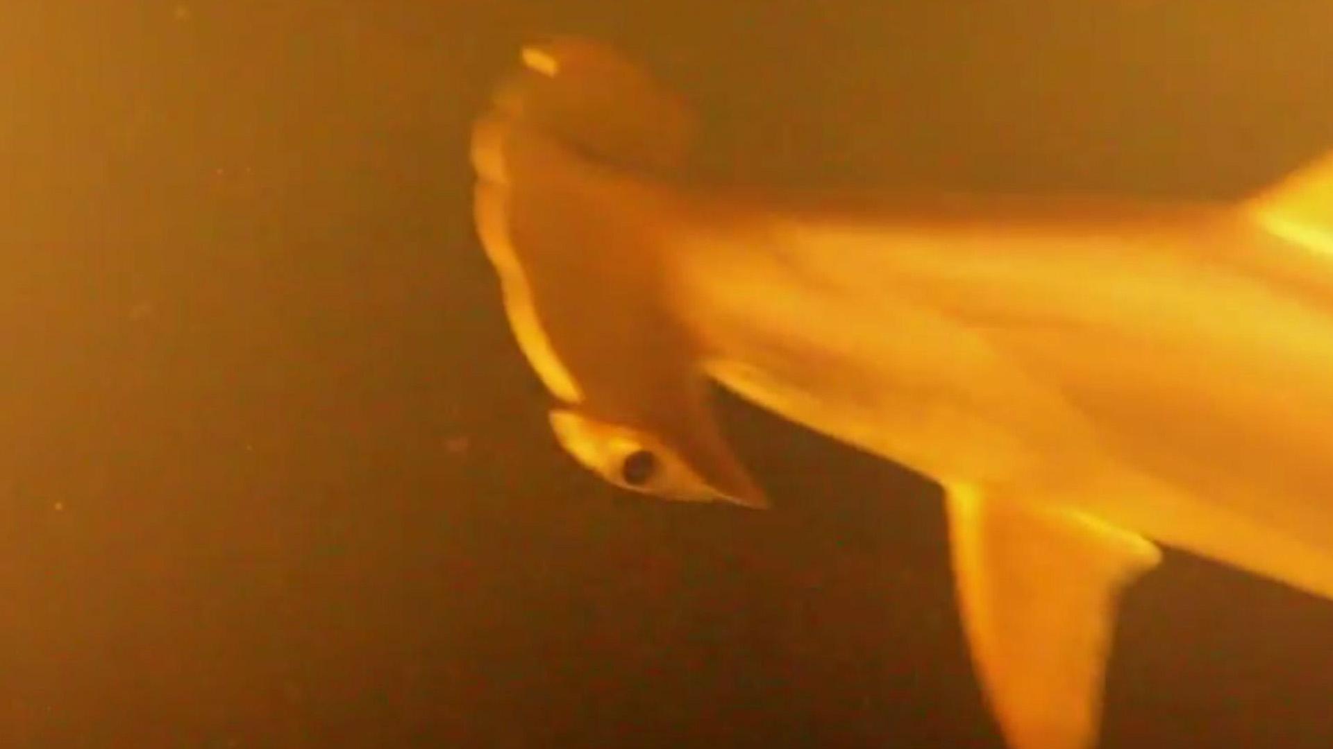 Акулы в кратере вулкана (akuly-v-kratere-vulkana) Документальный фильм