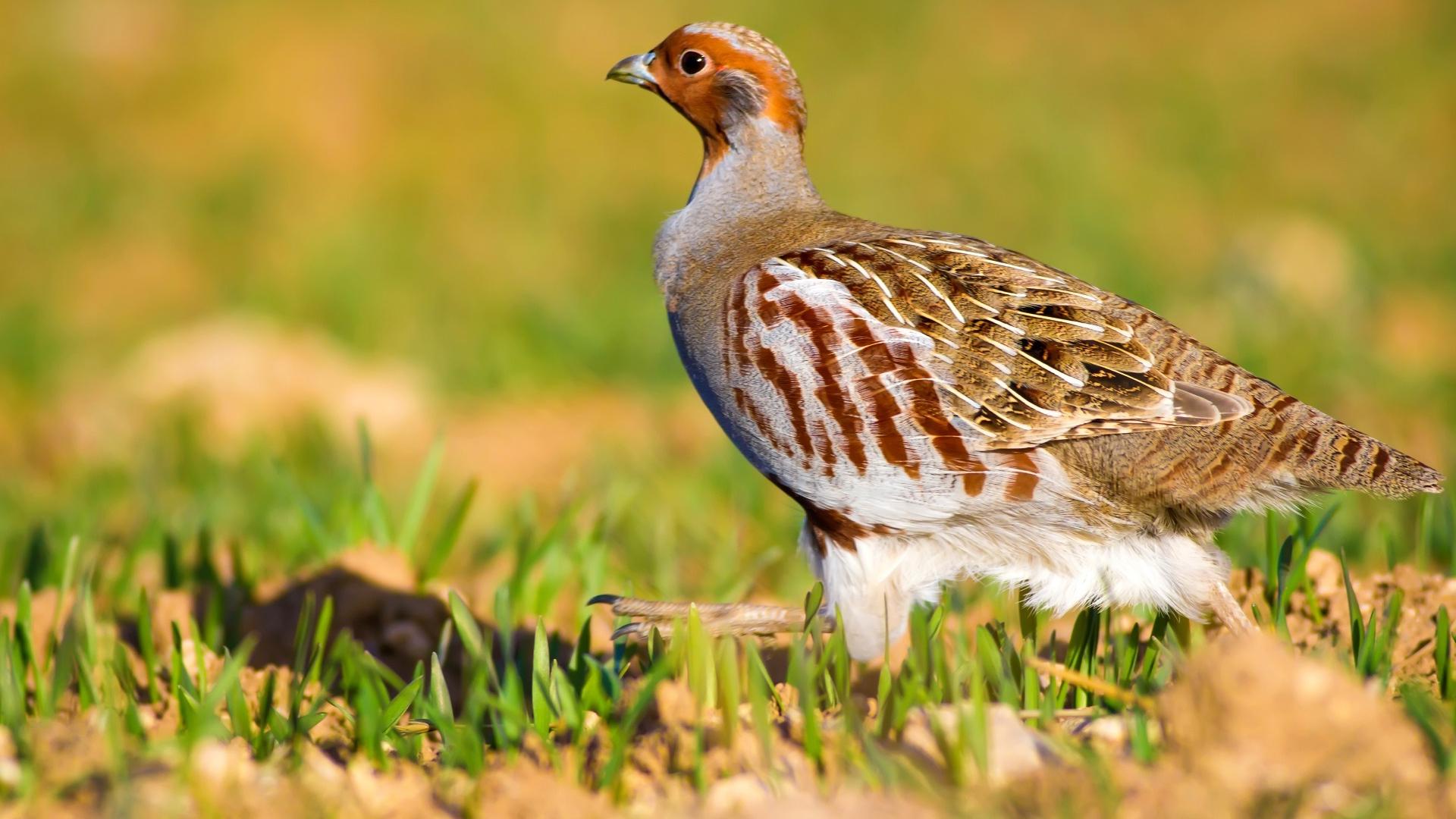 Cazando el pájaro en la sierra de Sevilla (cazando-el-pjaro-en-la-sierra-de-sevilla) Познавательное