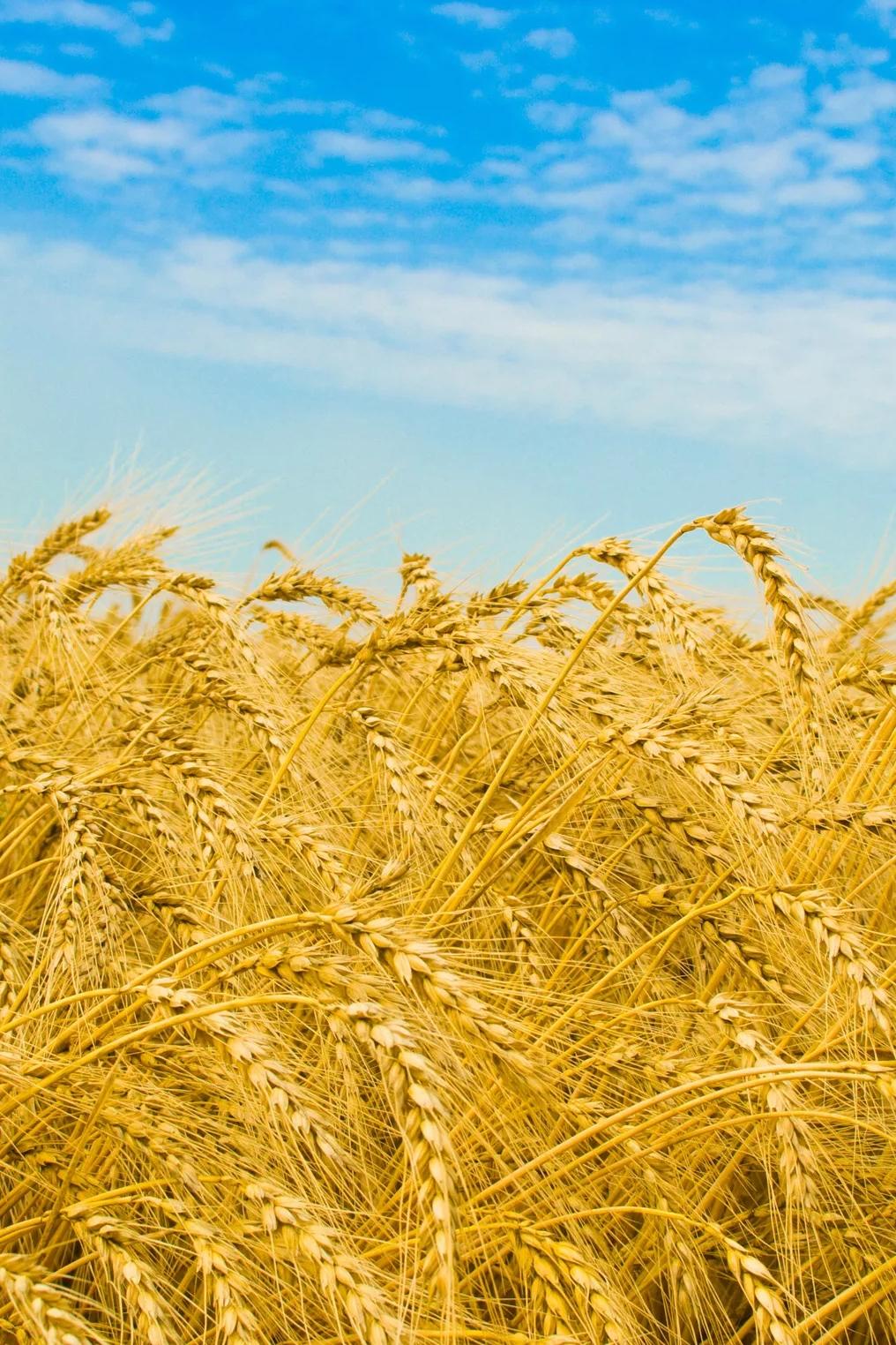 Агропроизводство в Башкирии (agroproizvodstvo-v-bashkirii) Документальный фильм