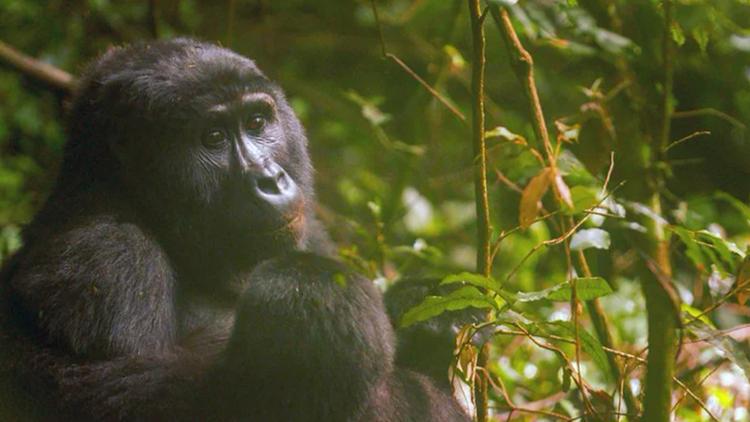 Постер Gorillas unter Stress Lebensraum am Limit