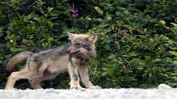 Постер Les loups, nos voisins