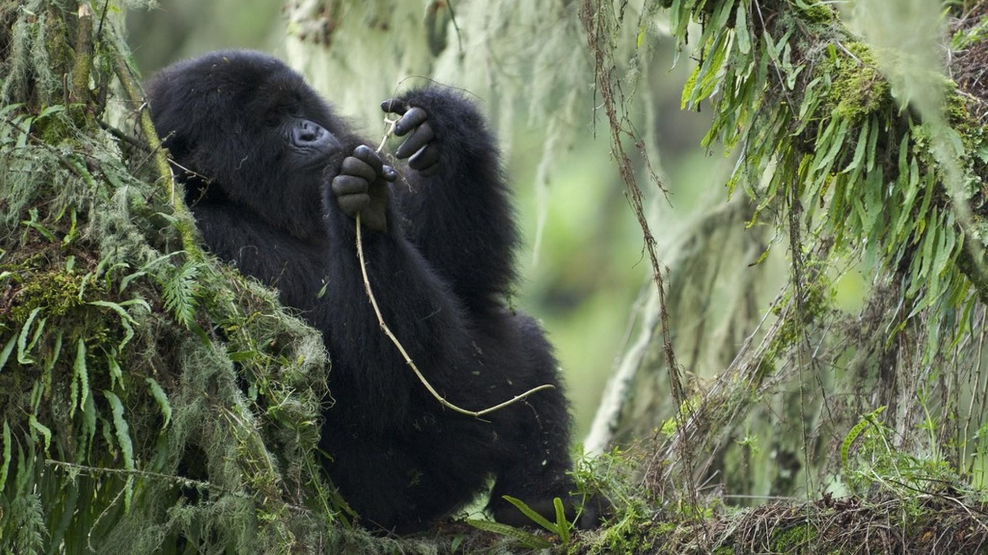 Горная горилла (gornaja-gorilla) Познавательное