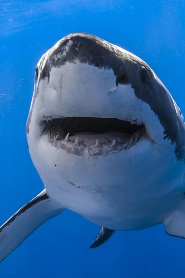 Killer of the Great White (killer-of-the-great-white) Документальный фильм