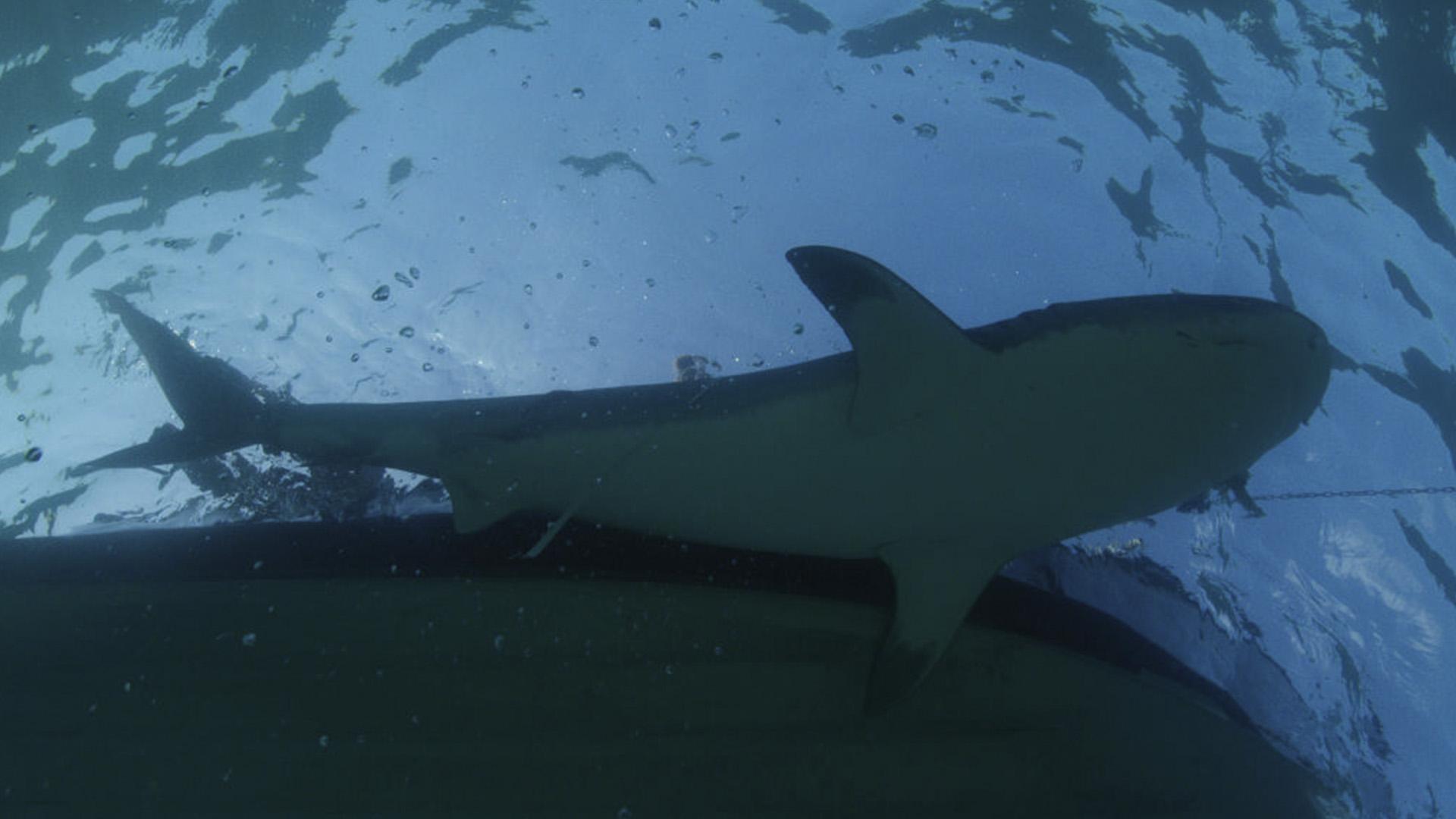 Акулы против дельфинов: кровавая битва (akuly-protiv-delfinov-krovavaja-bitva) Документальный фильм