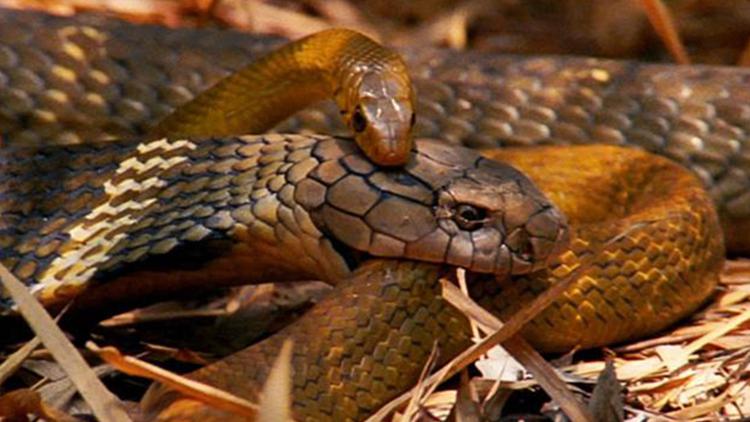 Постер King Cobra: Cannibal Snake