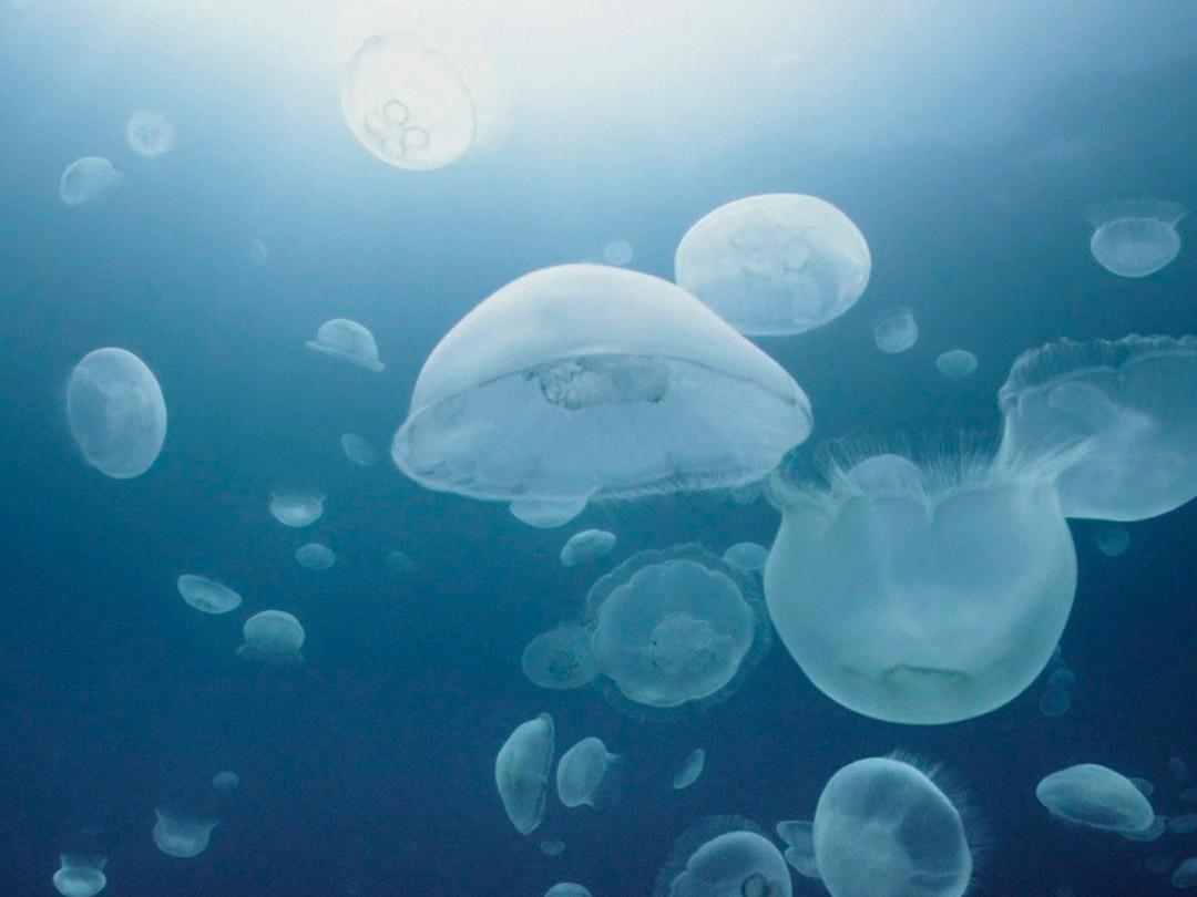 Царство океанов (tsarstvo-okeanov) Документальный сериал