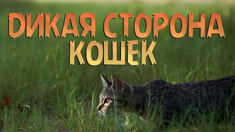 Постер Дикая сторона кошек