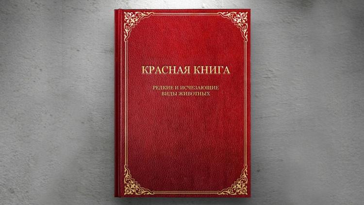 Постер Красная книга