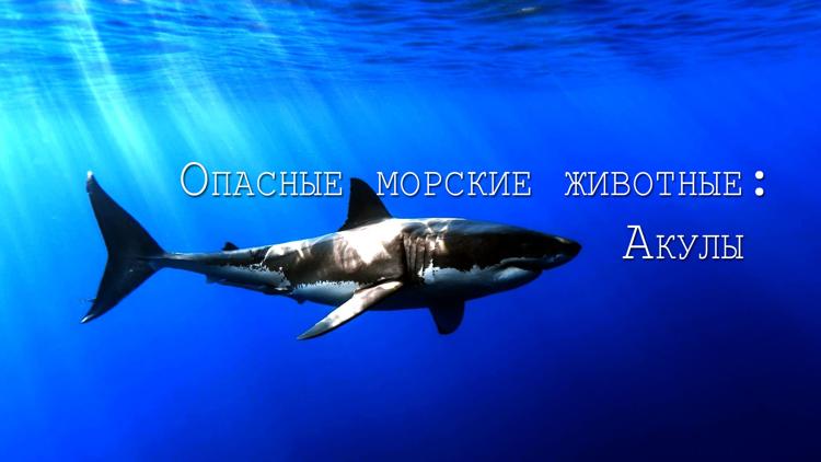 Постер Опасные морские животные: Акулы