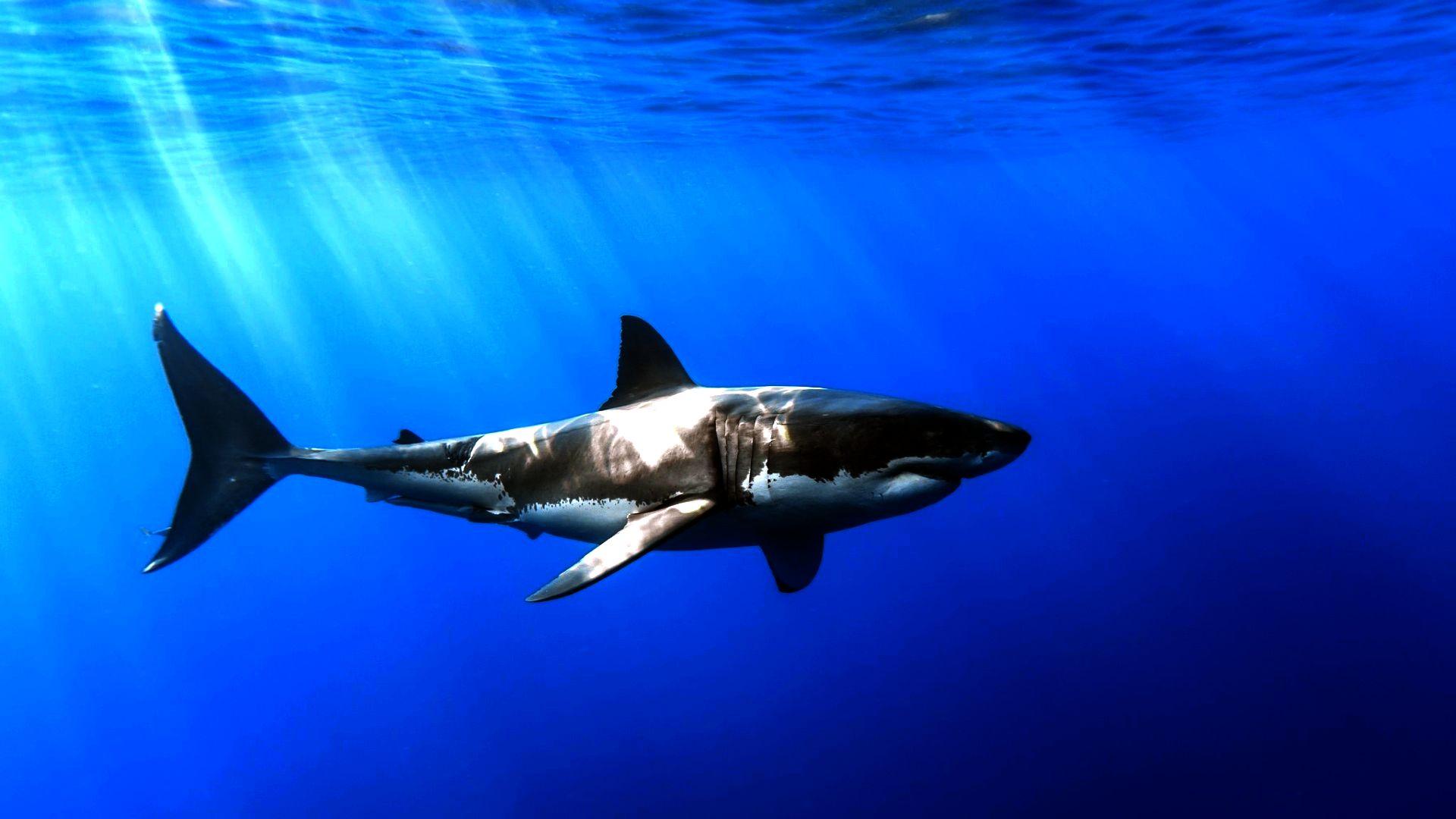 Опасные морские животные: Акулы (opasnye-morskie-zhivotnye-akuly) Документальный фильм