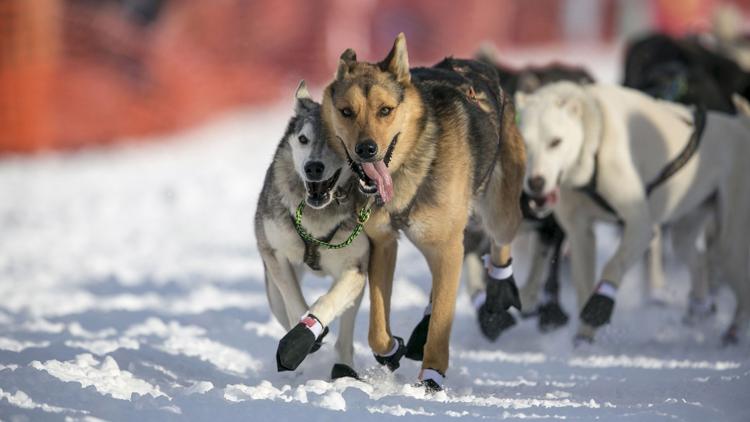 Постер Sled Dogs Soldiers