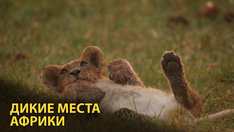 Постер Дикие места Африки