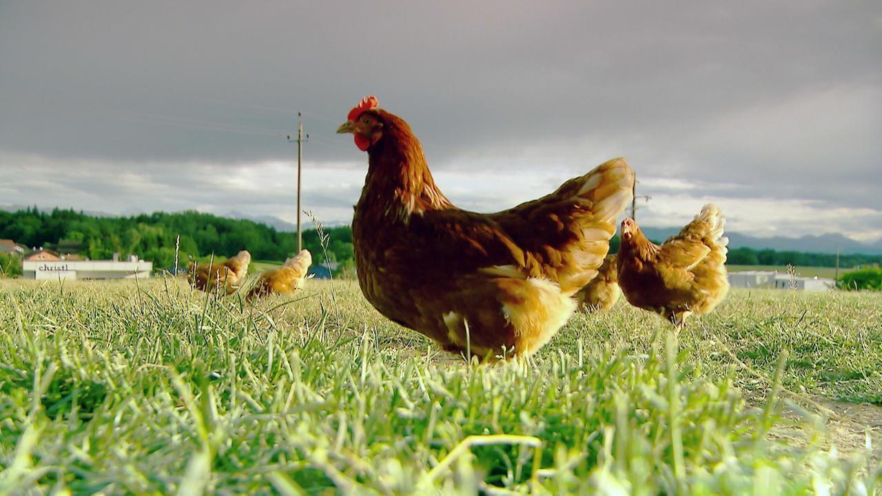 Maschine Huhn (maschine-huhn) Познавательное