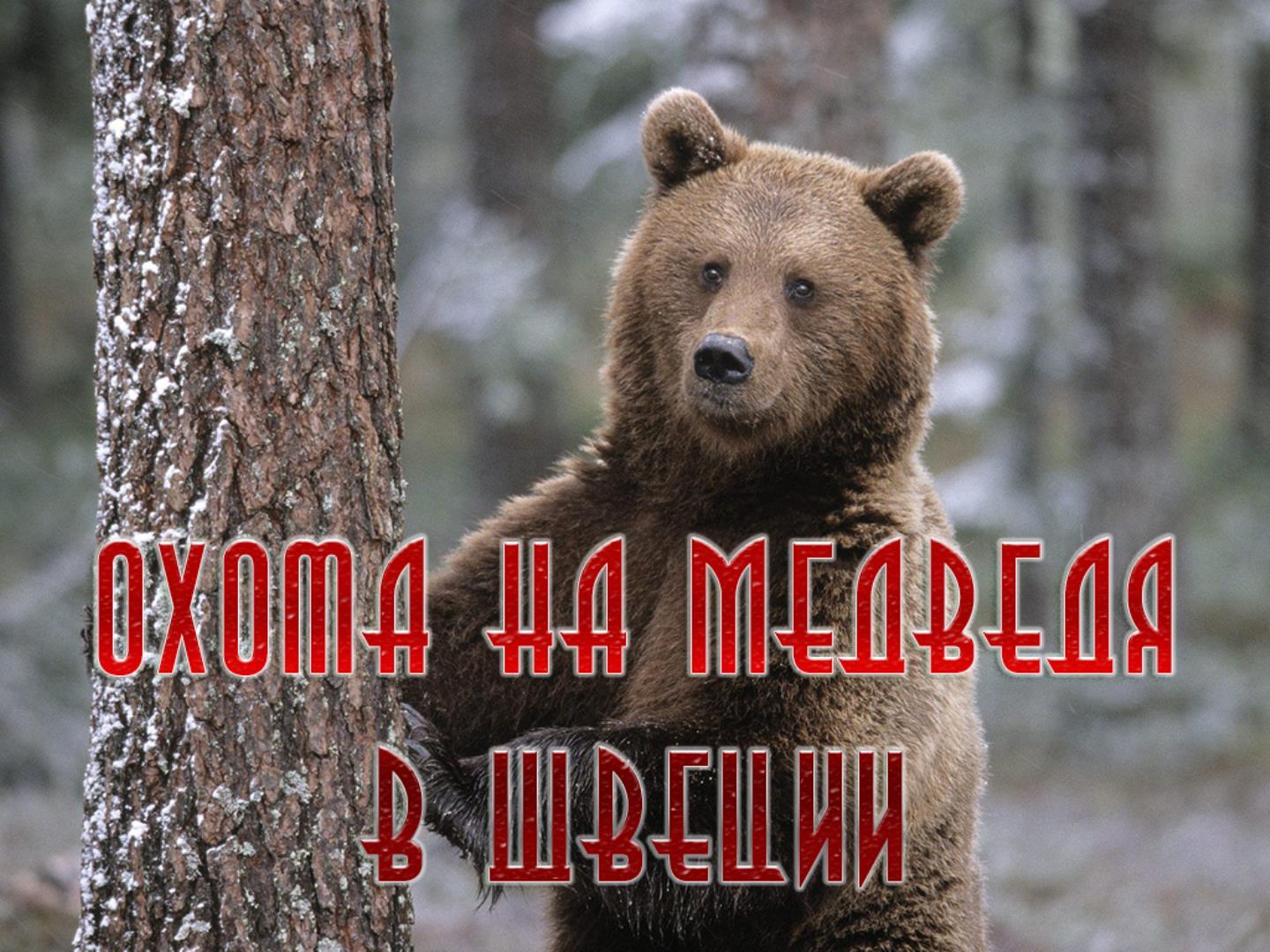 Охота на медведя в Швеции (ohota-na-medvedja-v-shvetsii) Досуг, хобби
