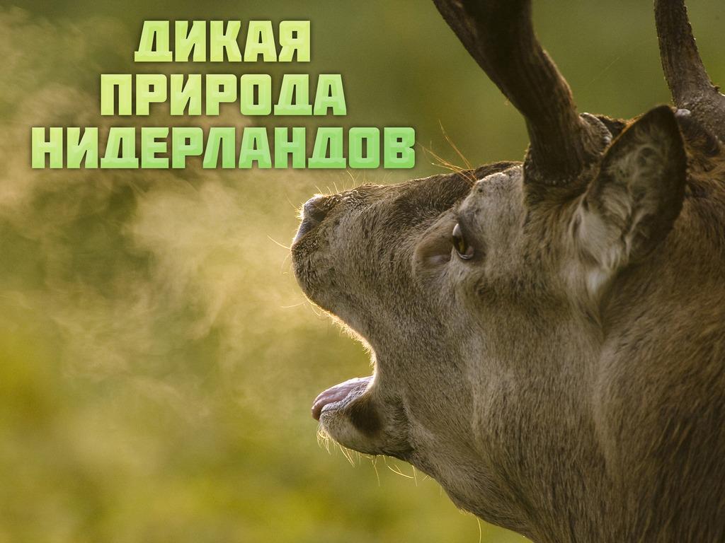 Дикая природа Нидерландов (dikaja-priroda-niderlandov) Документальный сериал