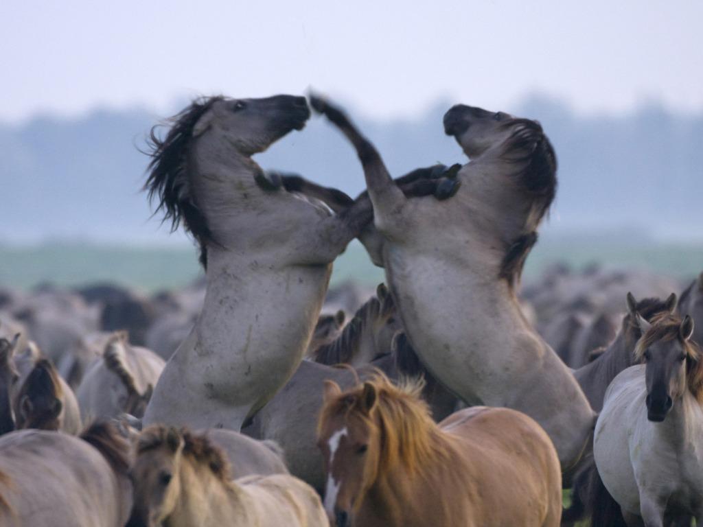 Дикая природа Нидерландов (dikaja-priroda-niderlandov) Документальный сериал