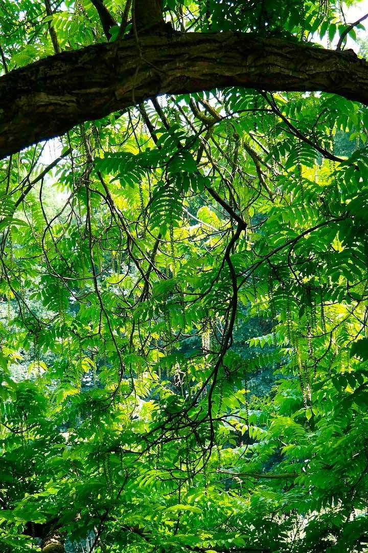 Джунгли. Открытая школа (dzhungli-otkrytaja-shkola) Досуг, хобби