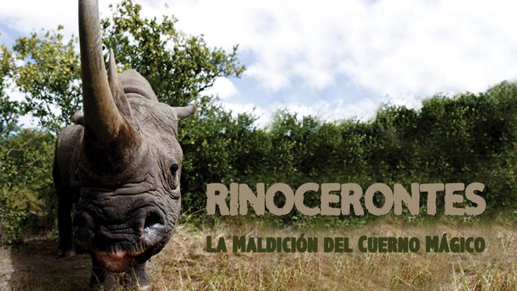 Постер Rinocerontes, la maldición del cuerno mágico