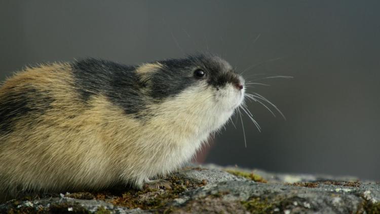 Постер Lemming - El Pequeño Gigante Del Norte