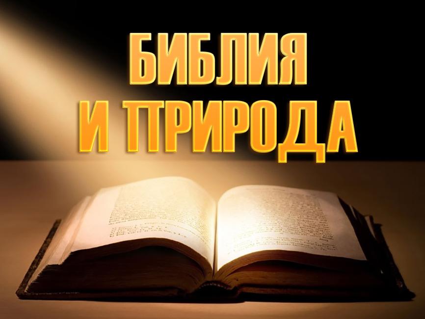 Библия и природа (biblija-i-priroda) Досуг, хобби