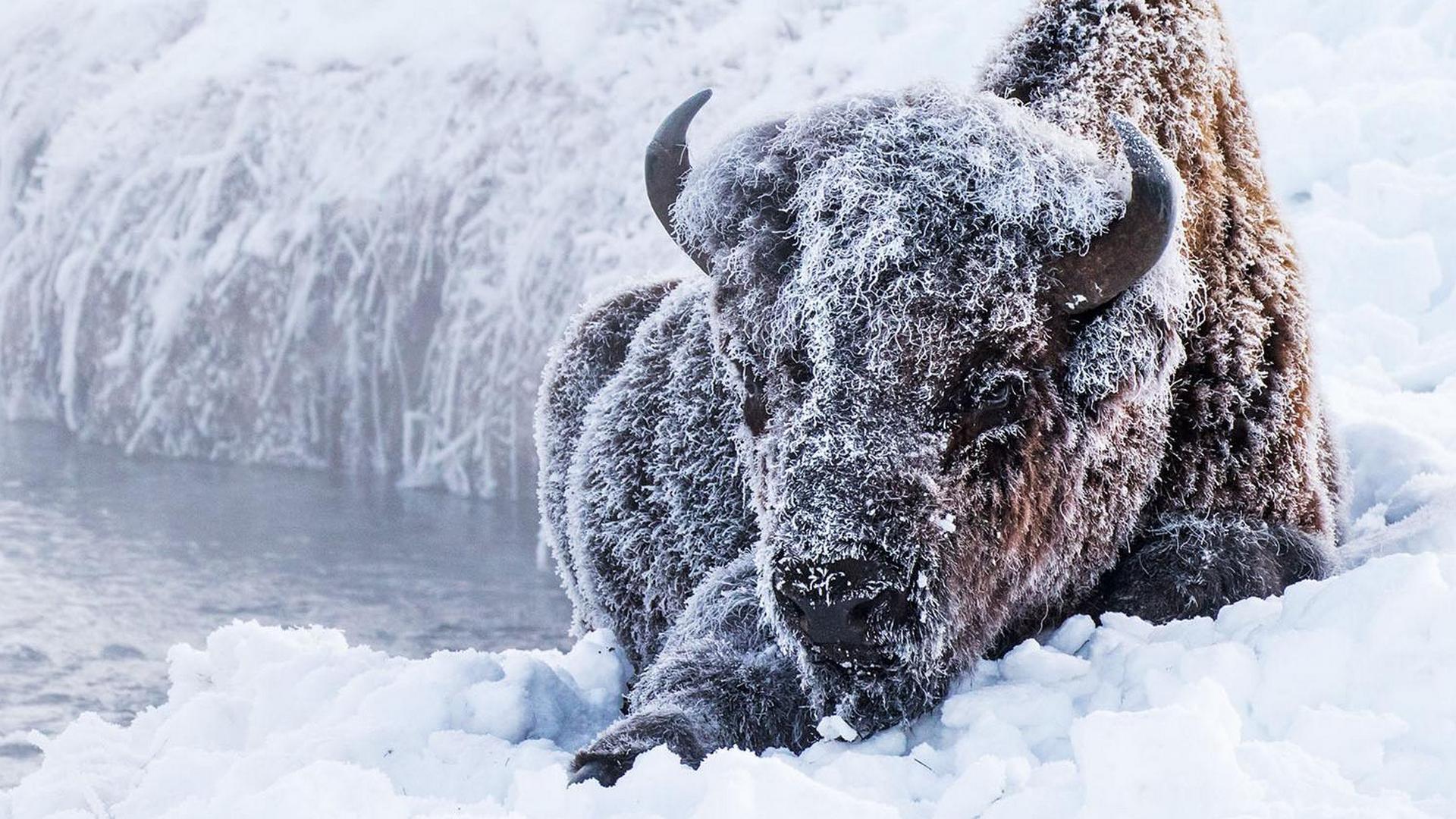 Great Yellowstone Thaw (great-yellowstone-thaw) Документальный сериал