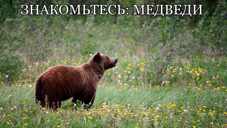 Постер Знакомьтесь: медведи