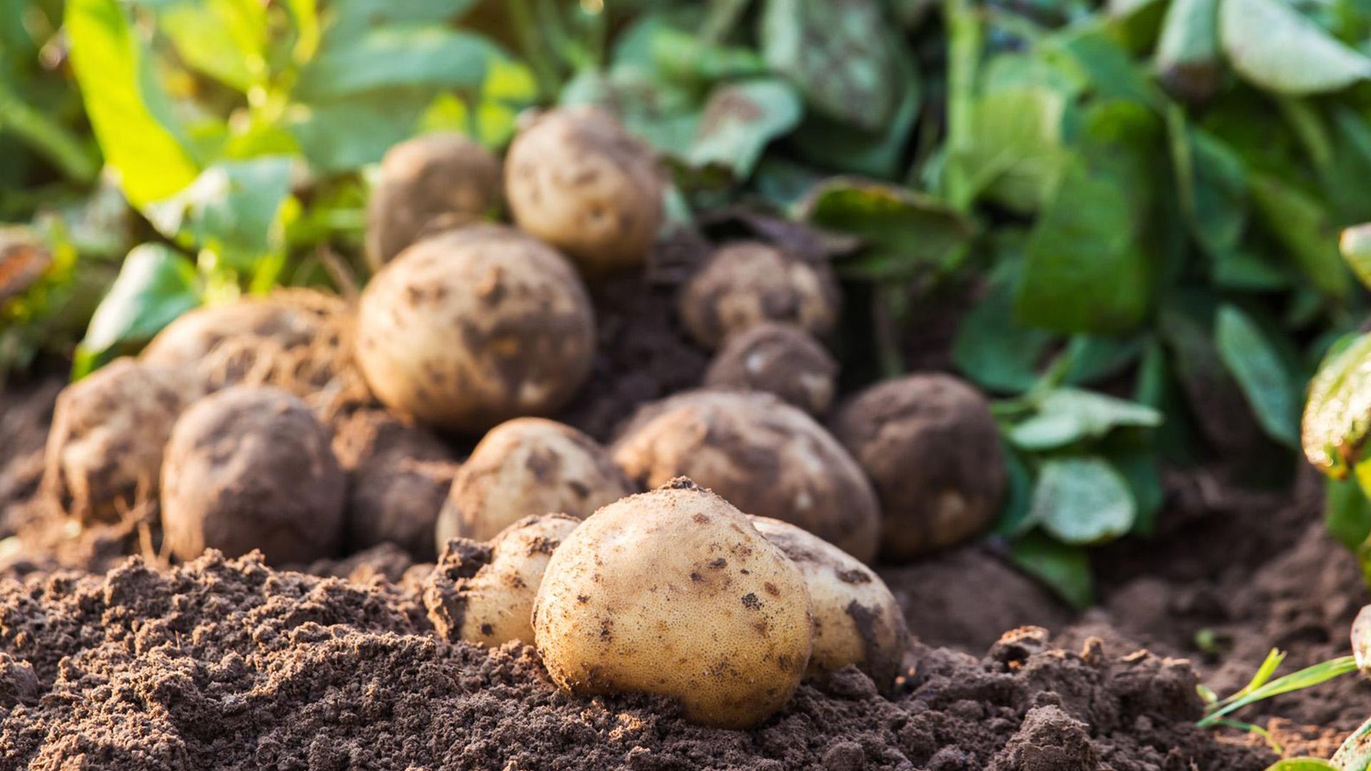 Kohl, Kartoffeln und andere Dämonen (kohl-kartoffeln-und-andere-dmonen) Документальный фильм
