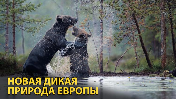 Постер Новая дикая природа Европы