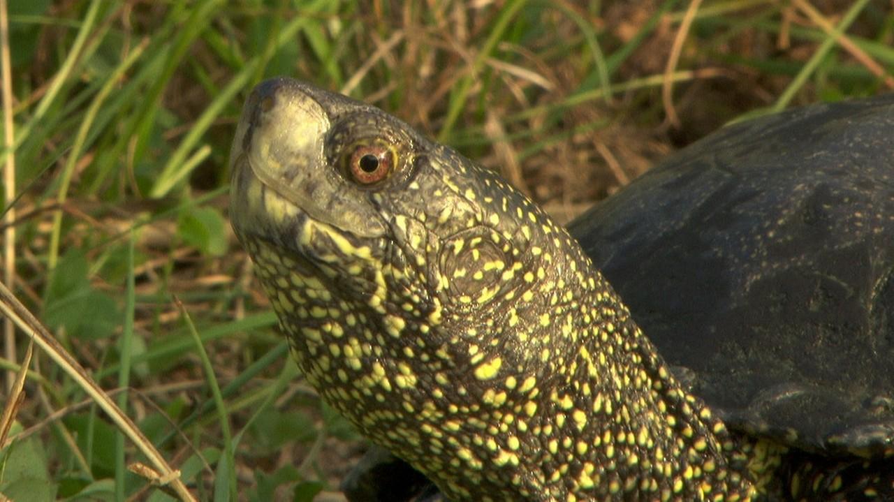 Sumpfschildkröten in Bayern (sumpfschildkrten-in-bayern) Познавательное