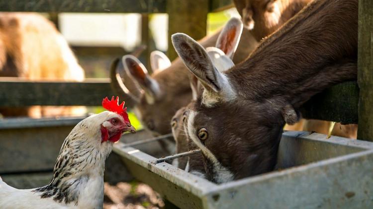 Постер The Farmers' Country Showdown