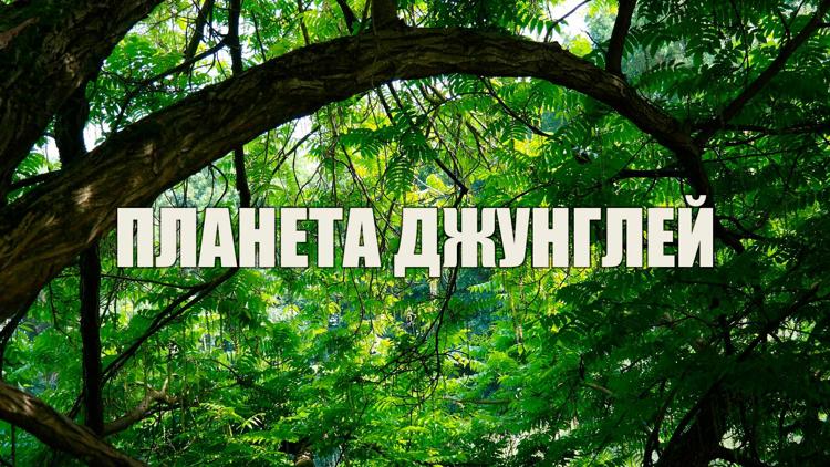 Постер Планета джунглей