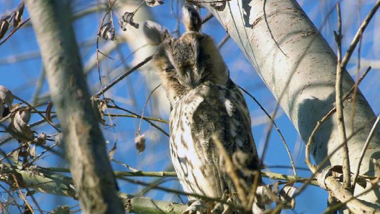 Постер Auf Safari im Vogelparadies