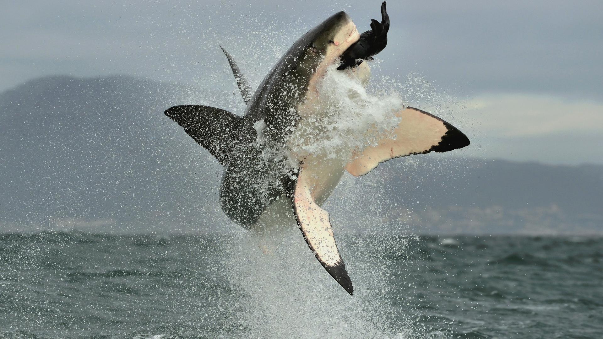 Воздушные челюсти (vozdushnye-cheljusti) Документальный фильм