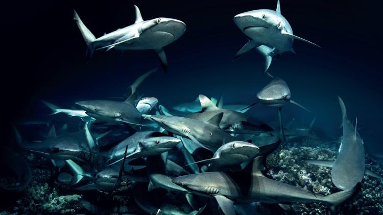 Постер 700 requins dans la nuit