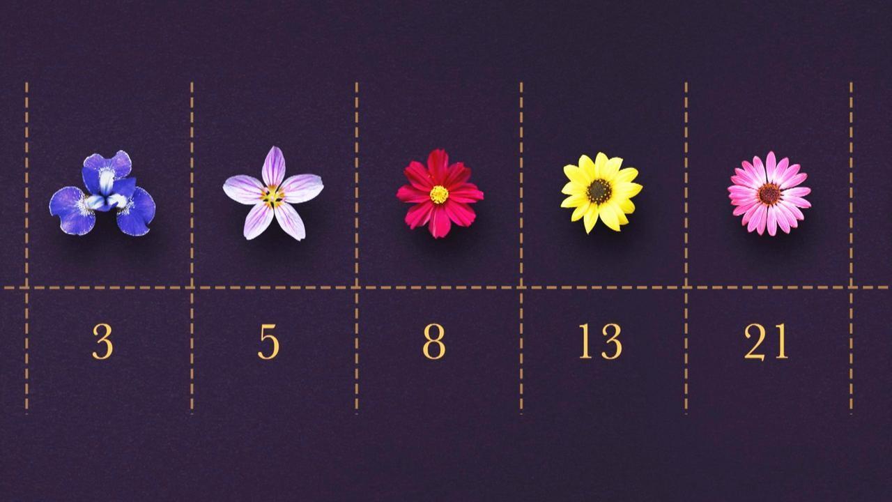 Die Magie der Mathematik (die-magie-der-mathematik) Познавательное
