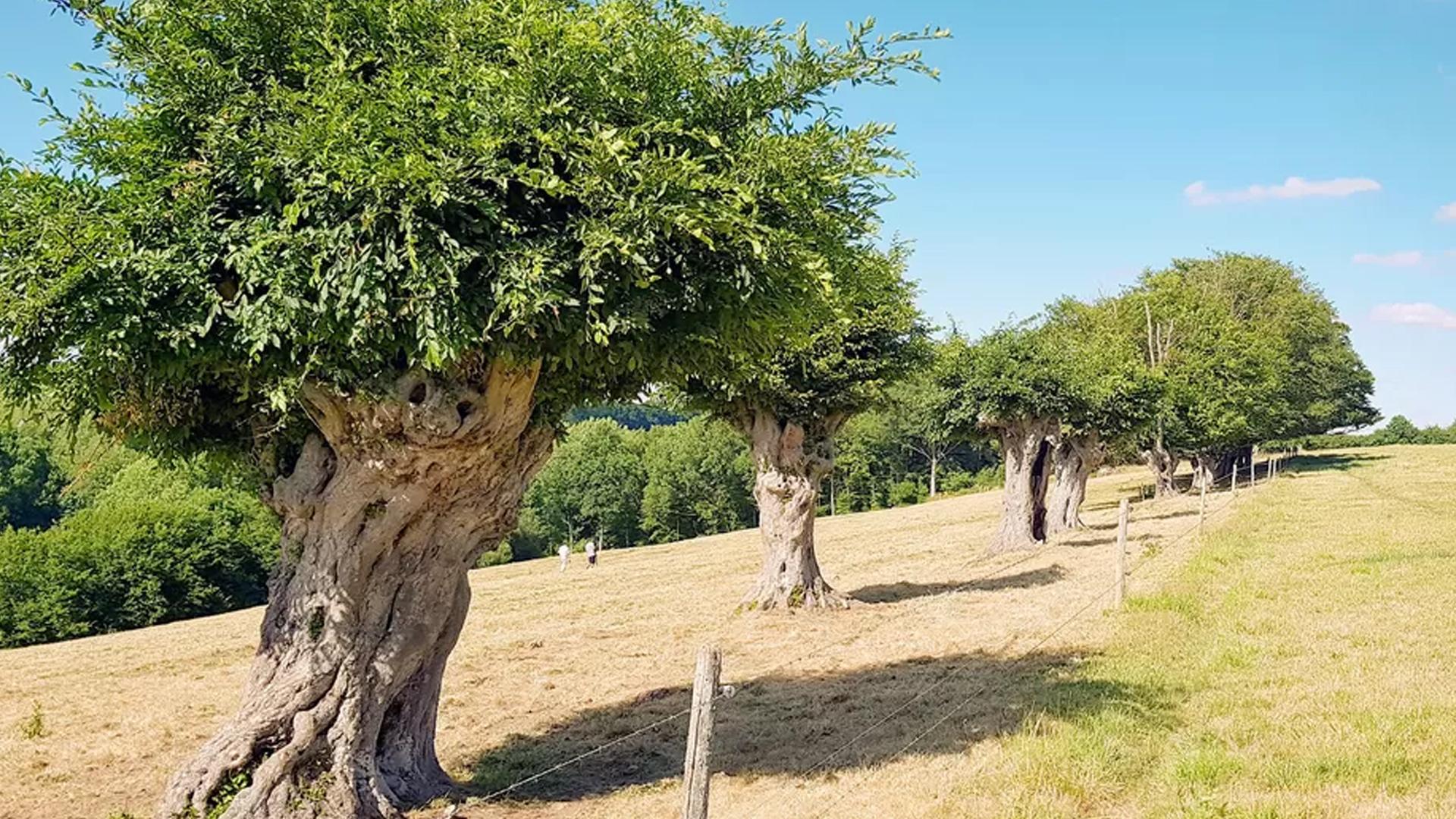 Trognes, les arbres aux mille visages (trognes-les-arbres-aux-mille-visages) Документальный фильм