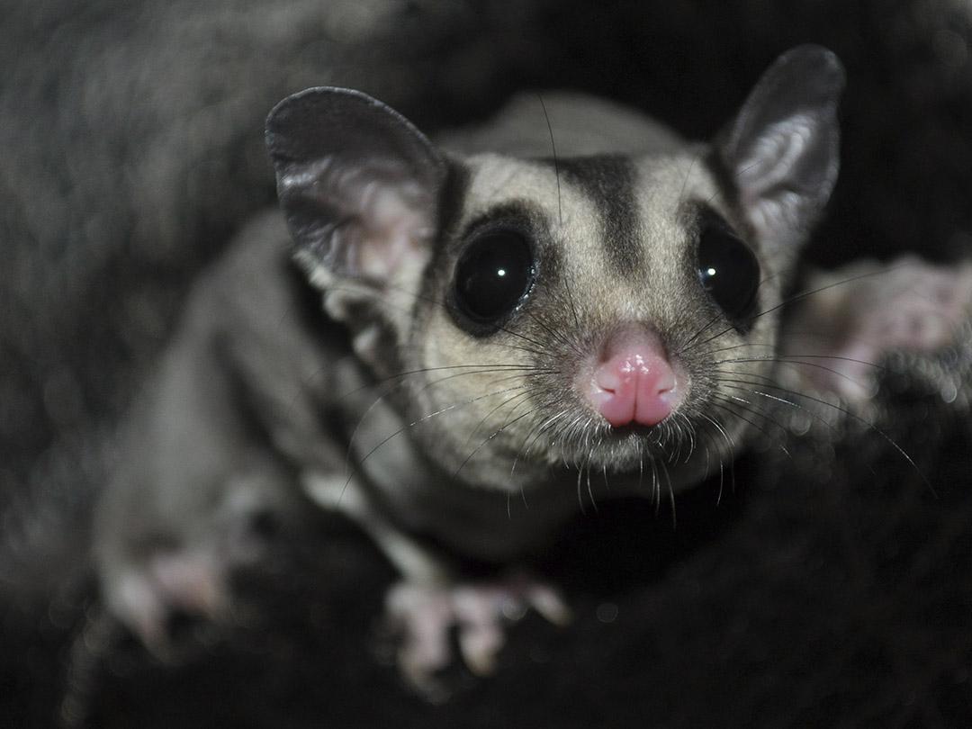 Нашествие поссумов (nashestvie-possumov) Документальный фильм