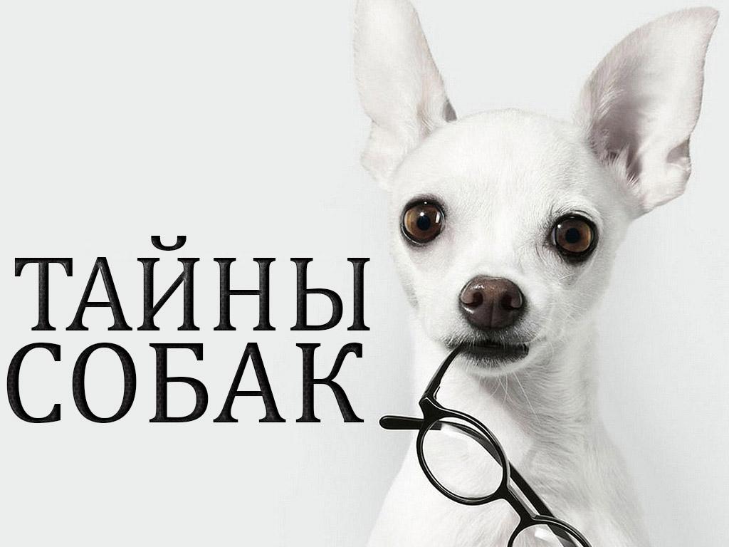 Тайны собак (tajny-sobak) Досуг, хобби