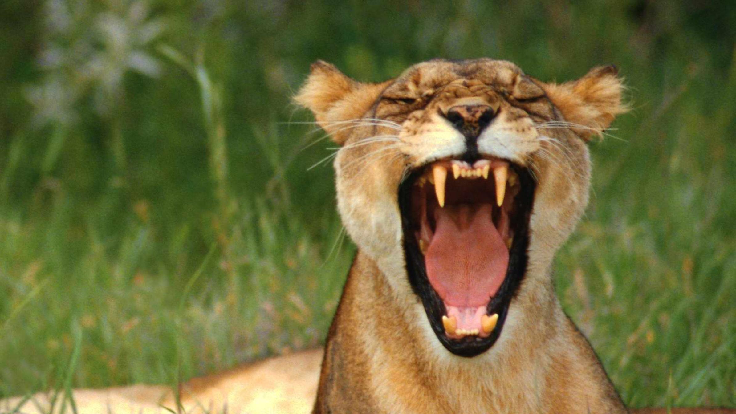 Война львов (vojna-lvov) Документальный фильм