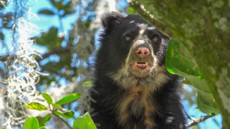 Постер La vie secrète de l'ours à lunettes