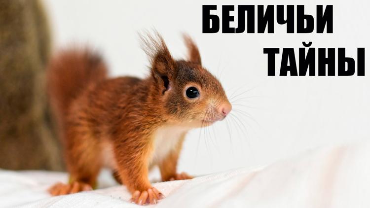 Постер Беличьи тайны