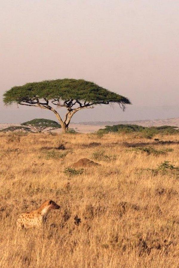 Африка Саванна 2 (afrika-savanna-2) Познавательное