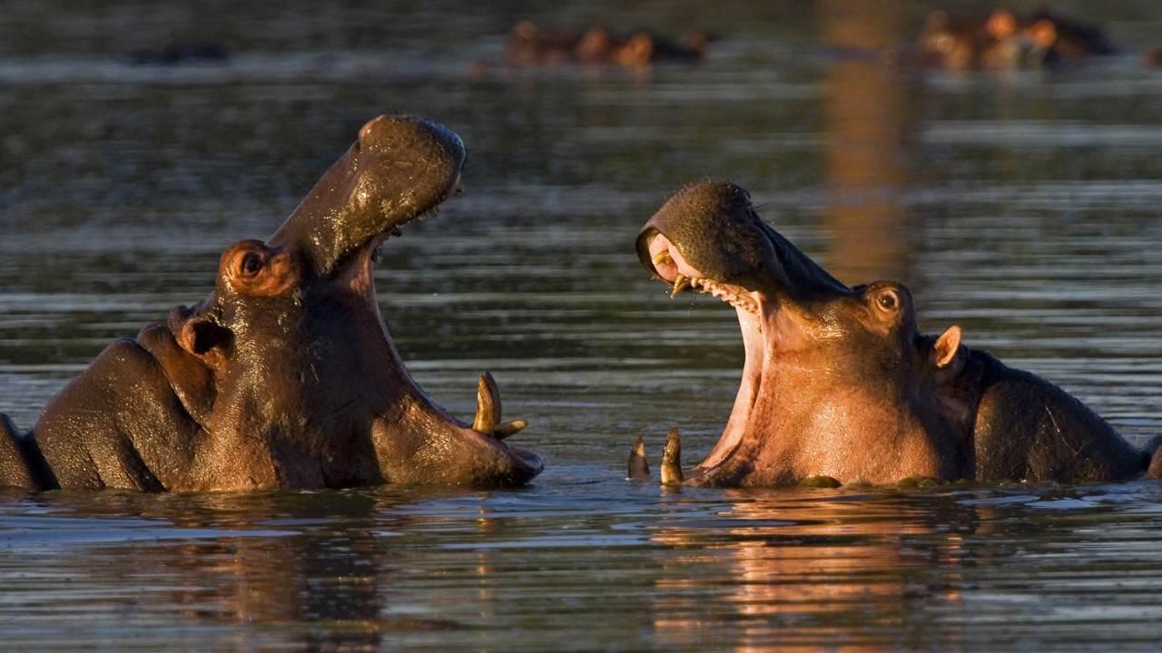 Les animaux emblématiques d'Afrique (les-animaux-emblmatiques-dafrique) Познавательное