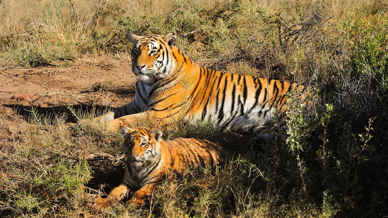 Священные животные (svjaschennye-zhivotnye) Документальный фильм